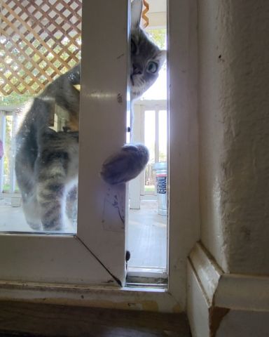 Cute Tabby named Jack