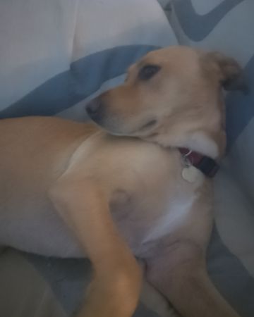 Cute Mutt named Manny