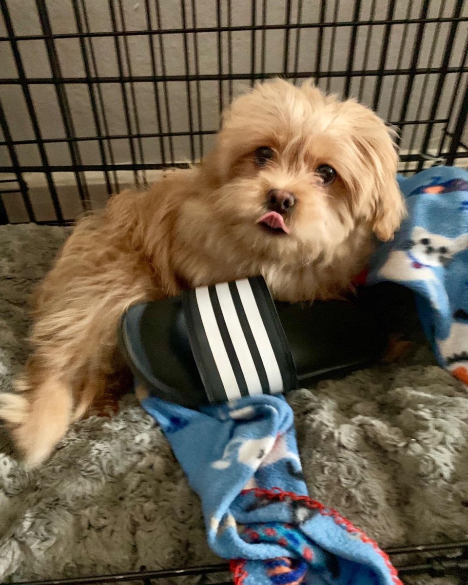 Cute Peekapoo dog named Chewie