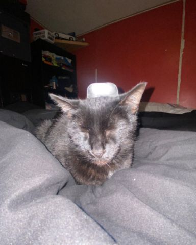Cute black cat named jade