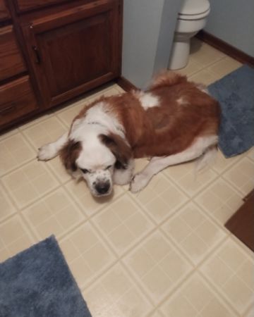 Cute St. Bernard named Winter