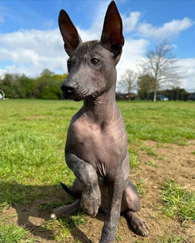 Cute dog named funny dogs