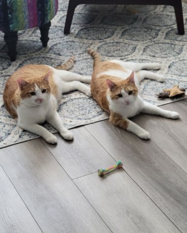 Cute Orange Tabby named General Disarray