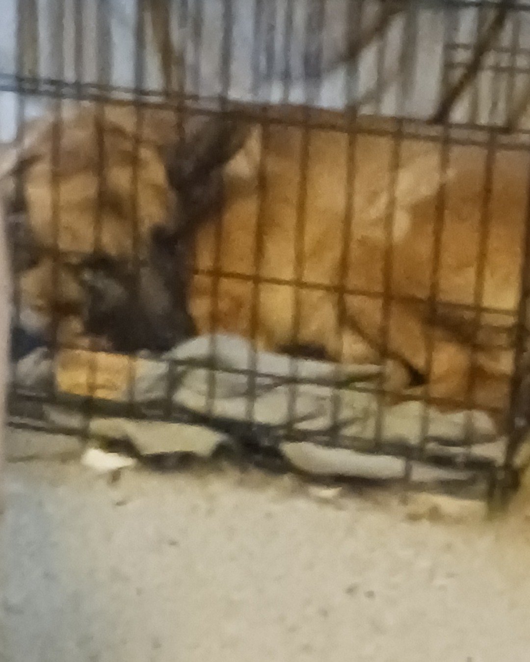 Cute Bull massif German shepherd mix named Thor da goober