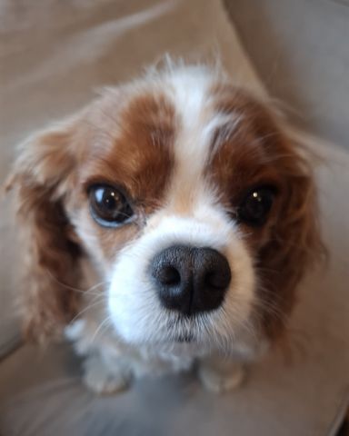 Cute Cavalier King Charles Spaniel named Arya