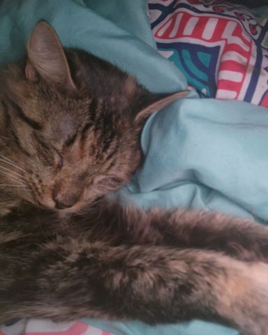 Cute cat named Buttercup