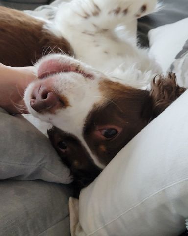 Cute English Springer Spaniel named Sparky