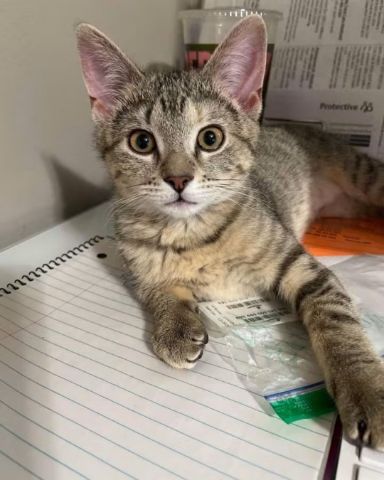 Cute cat named warrior