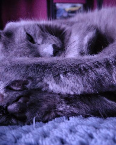 Cute cat named Marshall 🩶 Geoffrey