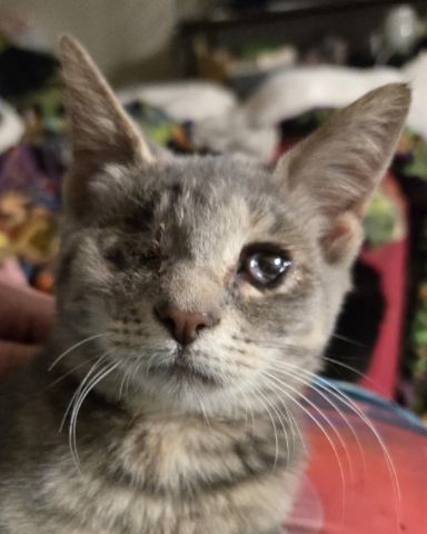 Cute cat named Mitten
