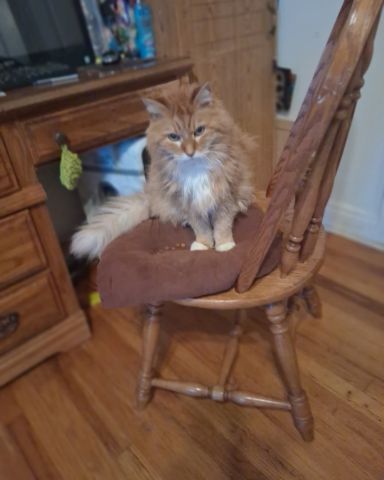 Cute cat named Baby
