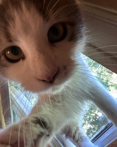 Cute Domestic Longhair named Wesley