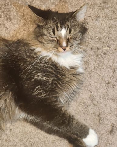 Cute cat named Jordan