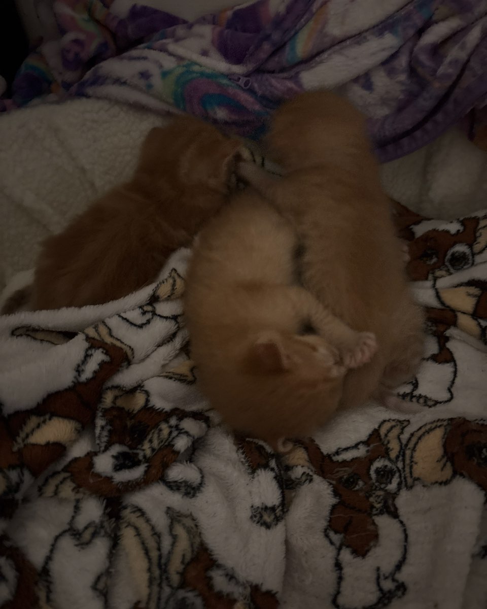 Cute cat named Roxy,nacho,noodle,sunny