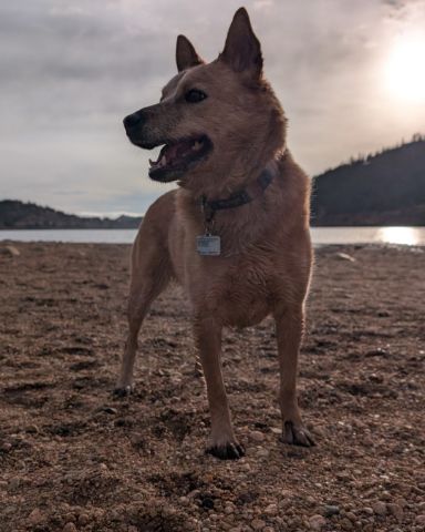 Cute dog named Sage