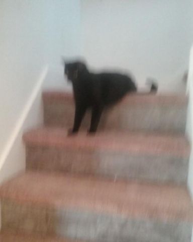 Cute dog named my besties kitty named mavis