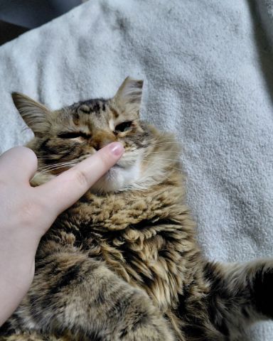Cute Norwegian Forest Cat named Hot Tamale/Mollie