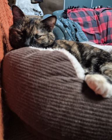 Cute cat named Zeros
