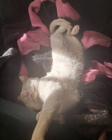 Cute cat named ghost