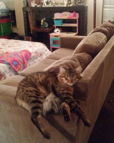 Cute MaineCoon Mix, Tabby named Booey; Baby Boy; Ka-Booey; Boo-Titters