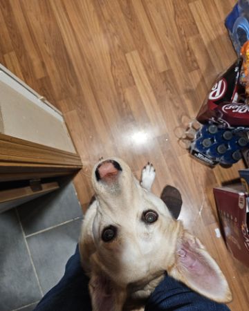 Cute Labsky named Bella