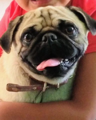 Cute pug named lucy