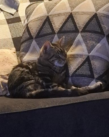 Cute taby named Hermes
