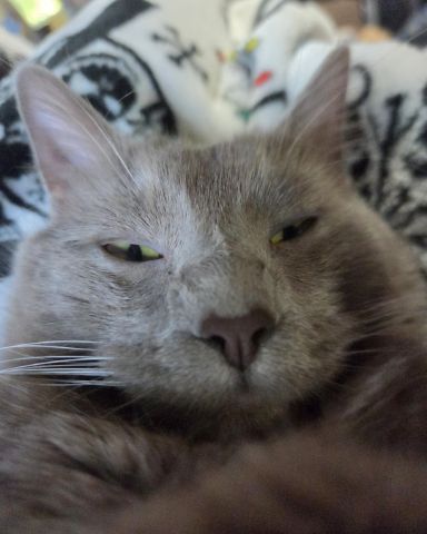 Cute cat named Chino