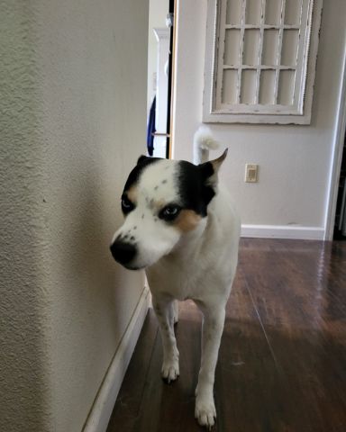 Cute 1/4 Chihuahua 3/4 Queensland healer named Billy