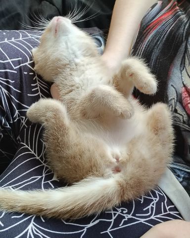 Cute orange kitty named Aphrodite