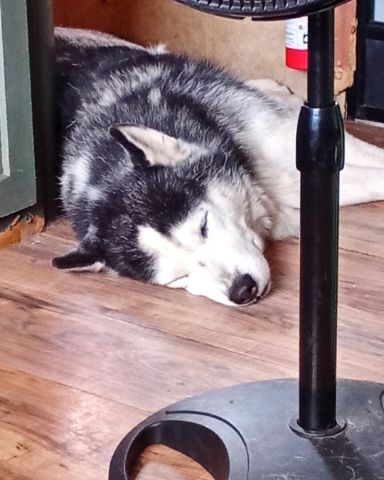 Cute purebred Siberian Husky named Max Preter