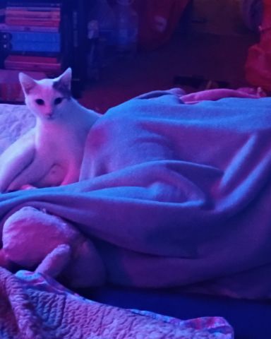 Cute cat named SnowBall