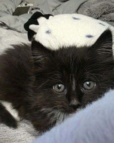 Cute cat named Andy