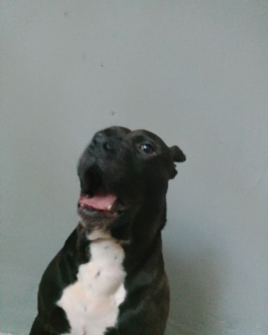 Cute Pitbull terrier named Shadow