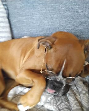 Cute Boxer named Niya