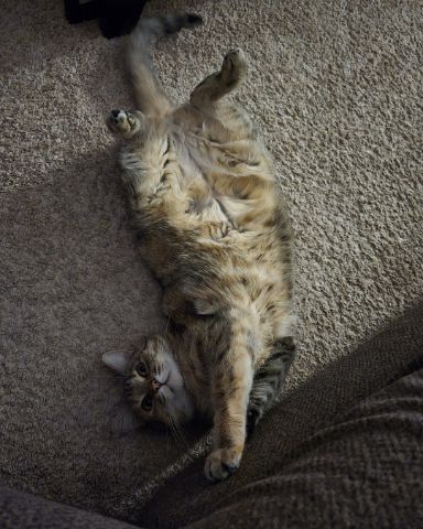 Cute tabby named Lucy