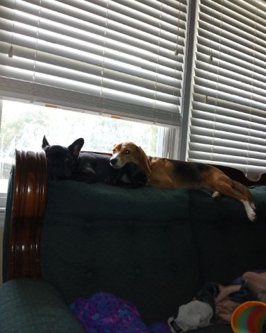 Cute frenchbully+beagle named chilly+lucy