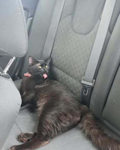 Cute cat named Tarin