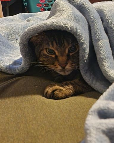 Cute cat named Rick