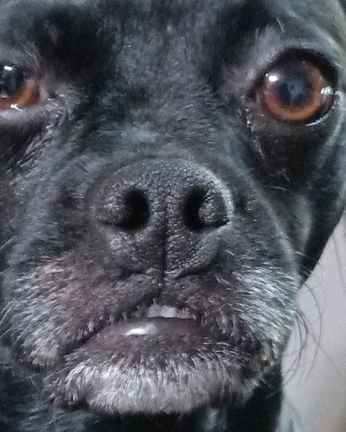 Cute pugzu named Amita