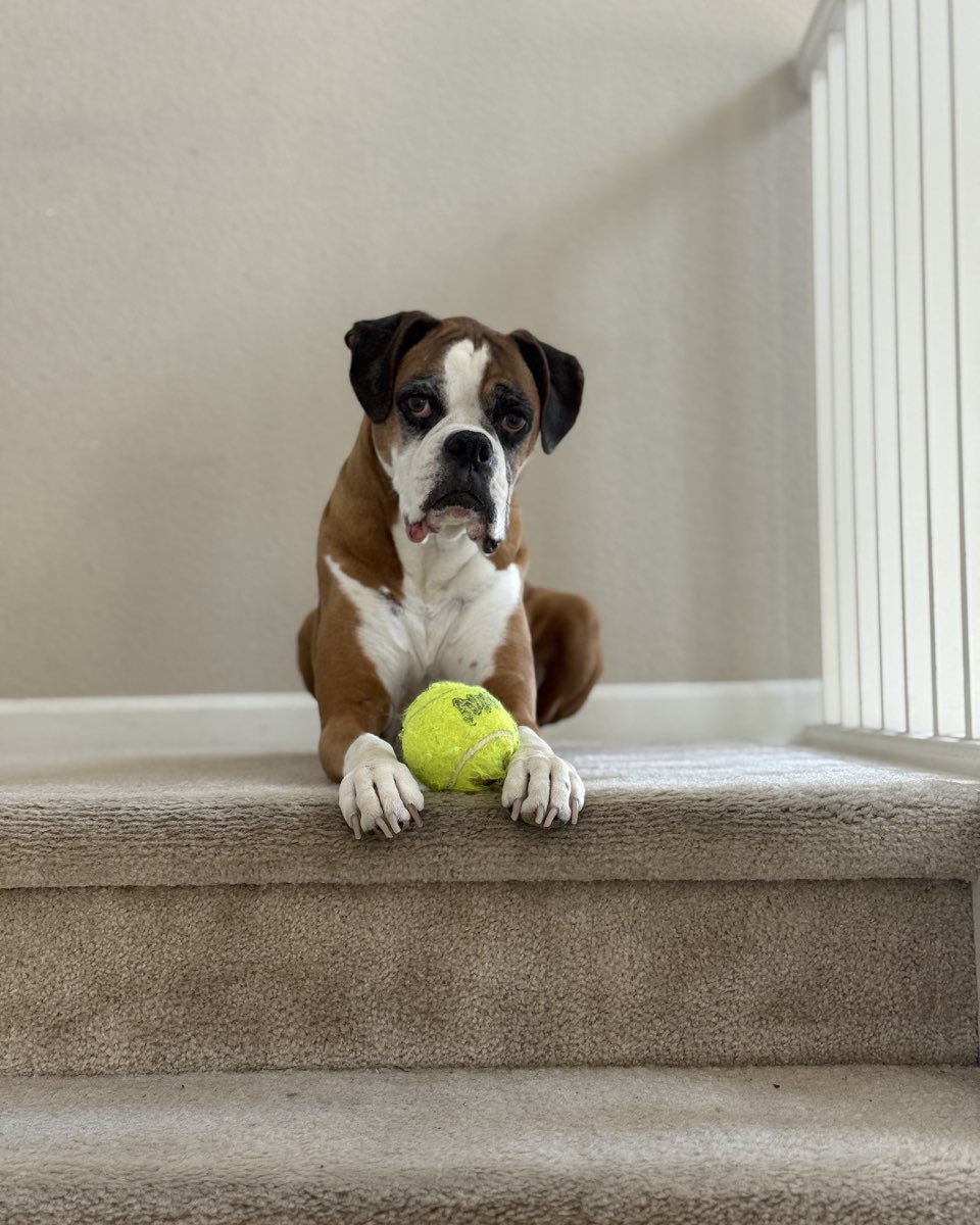 Cute dog named Thalia