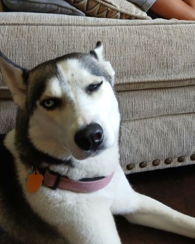 Cute Redtail Husky named zuri