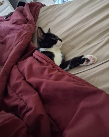 Cute cat named Sebby