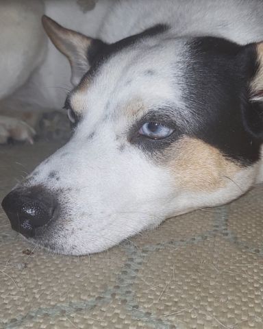 Cute dog named Billy