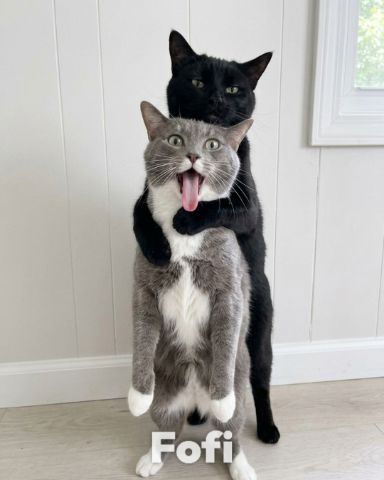 Cute American shorthair named Lillith