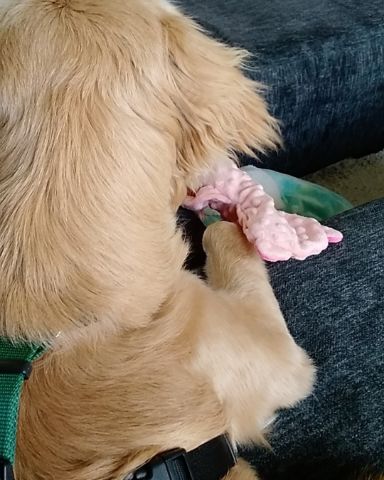 Cute golden retriever named thatdogbeso