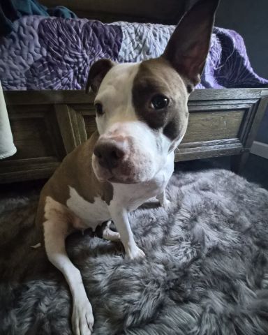 Cute American Pit Bull named Luna