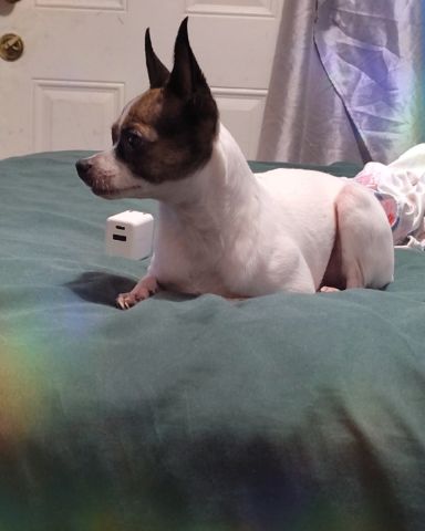 Cute female Chihuahua named moo moo