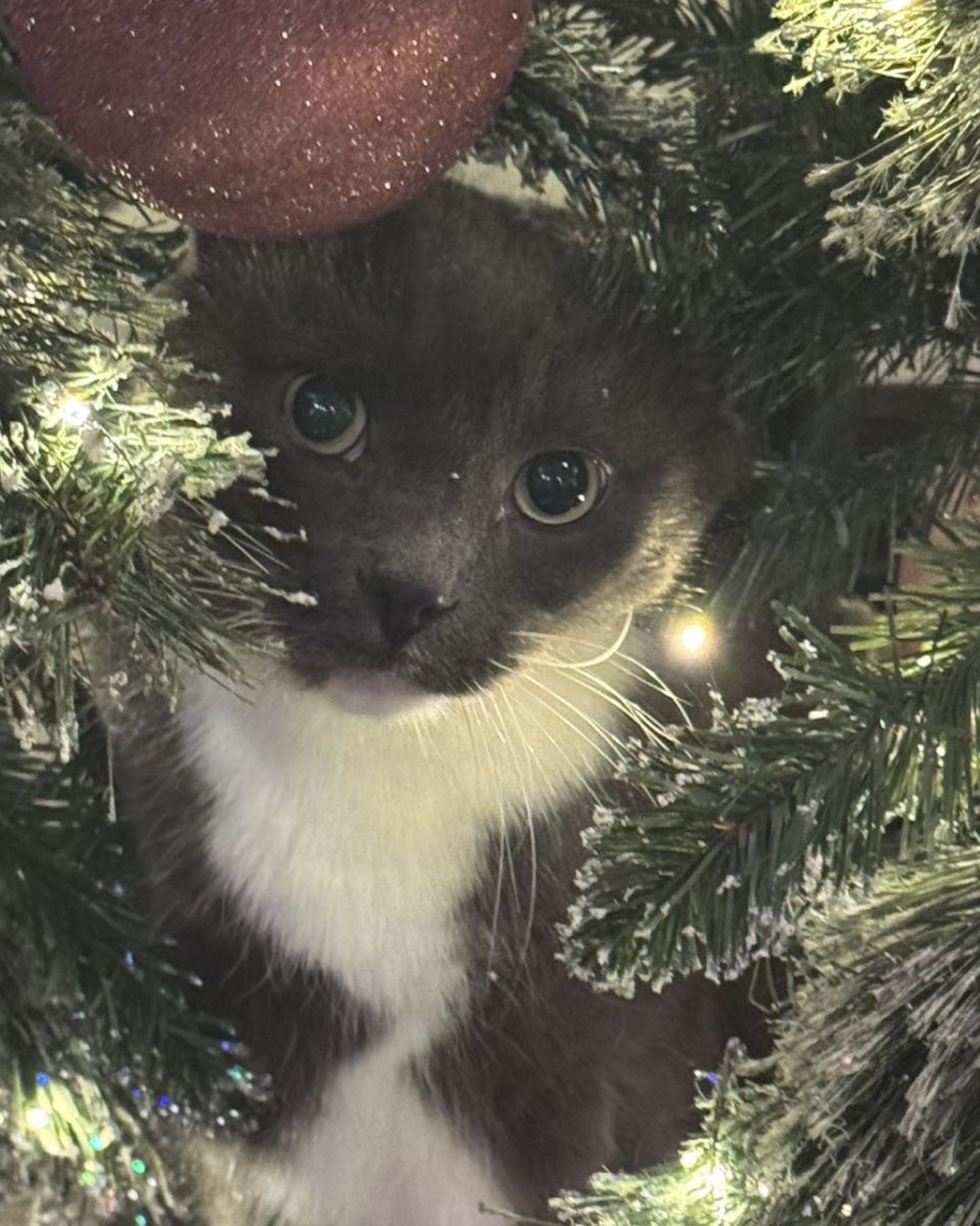 Cute cat named Jholote