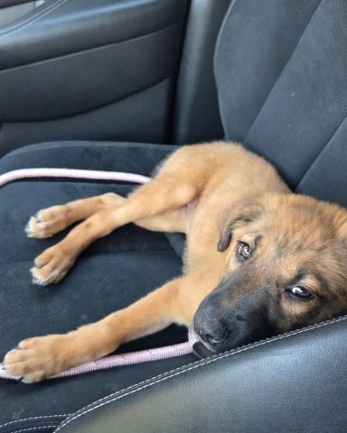 Cute German Shepard/Golden Retriever named Rikku